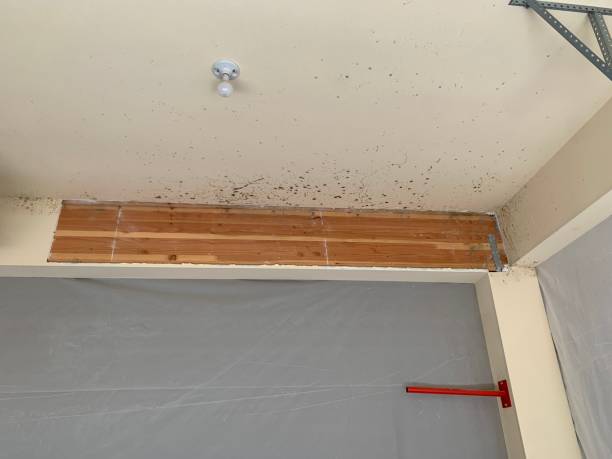 Best Mold Remediation for Healthcare Facilities  in Hopewell, VA